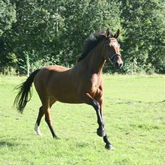 Dansk Varmblod Casiopaja Kilen