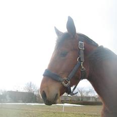 Anden særlig race Charmeur