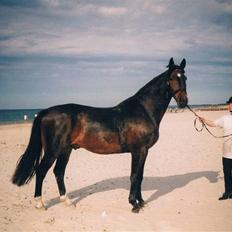 Dansk Varmblod Faimann (død)