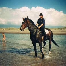 Dansk Varmblod Faimann (død)