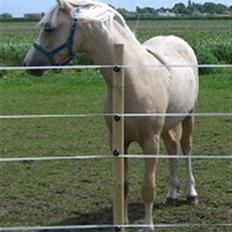 Welsh Mountain (sec A) Liljelunds Sundance