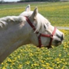 Welsh Mountain (sec A) Liljelunds Sundance