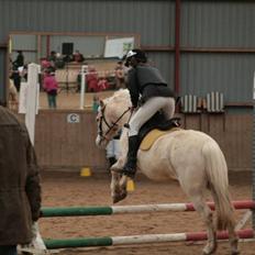 Welsh Mountain (sec A) Liljelunds Sundance