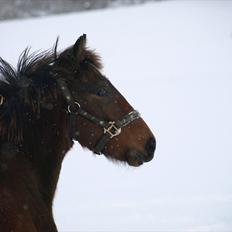 Anden særlig race Bombay Saphire