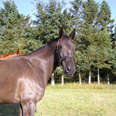 Dansk Varmblod Diavolo