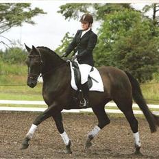 Dansk Varmblod Diavolo