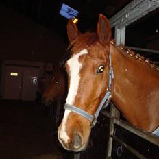 Anden særlig race Chanel 