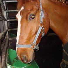 Anden særlig race Chanel 