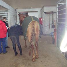 Anden særlig race Chanel 