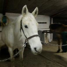 Anden særlig race  Fahradiba ( rider)