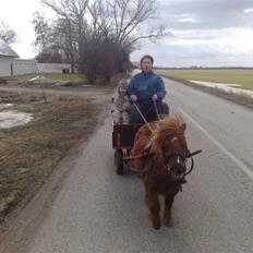 Shetlænder hannibal