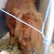 Shetlænder hannibal