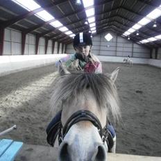 Fjordhest Ellegaards Tinka