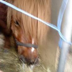 Shetlænder hannibal