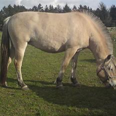 Fjordhest Ellegaards Tinka