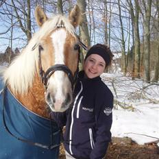 Haflinger Stabejs Dybdal<33