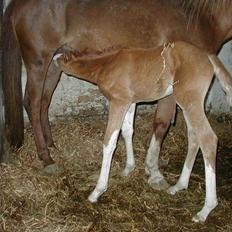 Arabisk fuldblod (OX) Keiko