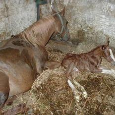 Arabisk fuldblod (OX) Keiko