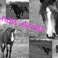 DSP Tovdals Anais Anais