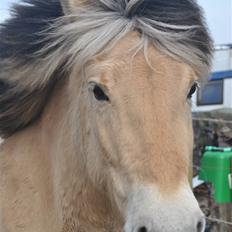 Fjordhest Estrid Fjord