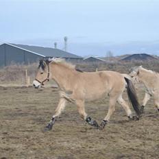 Fjordhest Estrid Fjord