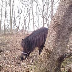 Shetlænder Smilla "solgt"