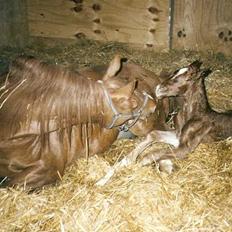 Frederiksborg Vivaldi´s Tess