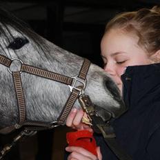 Welsh Partbred (Sec F) Princess