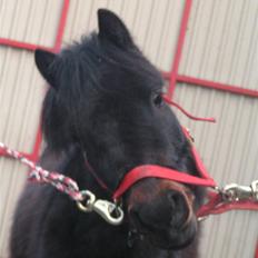 Dartmoor Anc-Neu Eri 