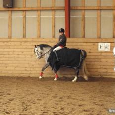 Welsh Pony af Cob-type (sec C) Faithful's Shakira<3