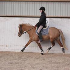 DSP Moonjams´s Symfoni