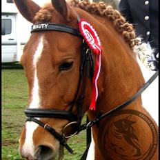 Anden særlig race Painted Beauty |
