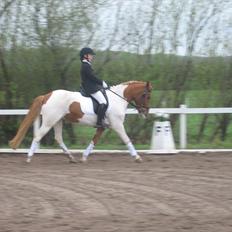 Anden særlig race Painted Beauty |
