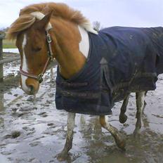 Anden særlig race Painted Beauty |