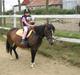 Welsh Pony af Cob-type (sec C) Fanny