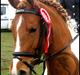 Anden særlig race Painted Beauty |