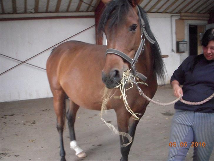 Arabisk fuldblod (OX) Heavens Athene  - Athene med sin tykke mave billede 11