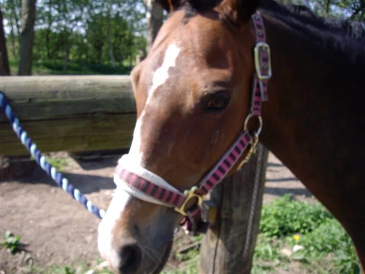 Anden særlig race Beauty billede 5