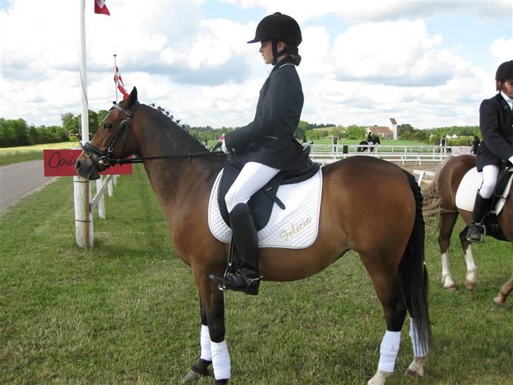 Anden særlig race Beauty billede 6