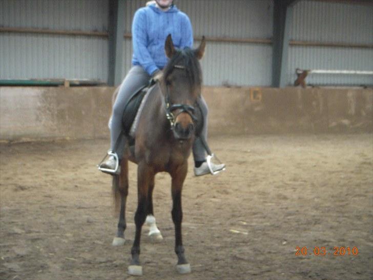 Arabisk fuldblod (OX) Heavens Athene  - ride billeder fra februar billede 12