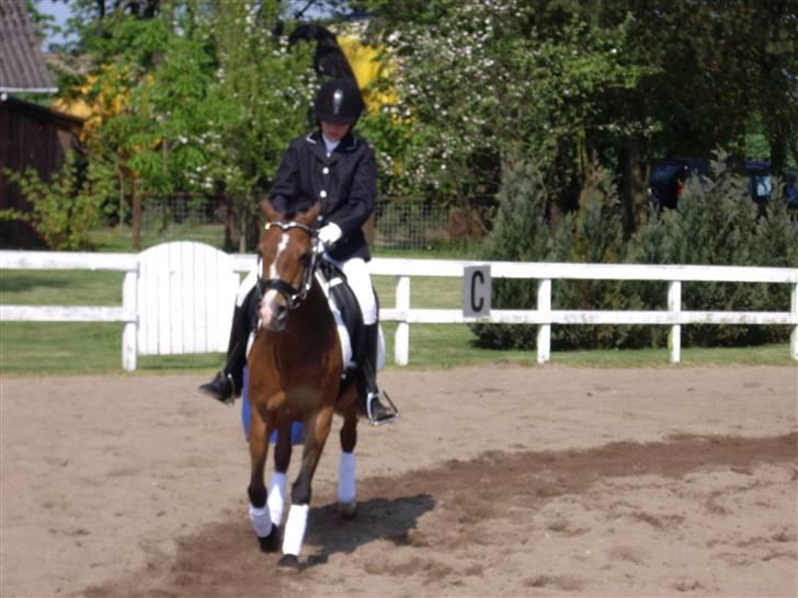 Anden særlig race Beauty billede 7