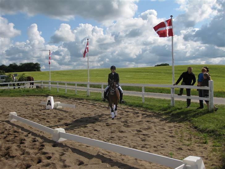 Anden særlig race Beauty billede 8