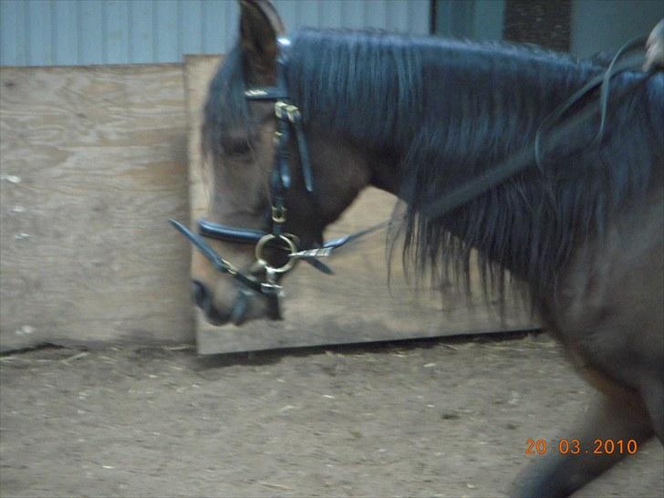 Arabisk fuldblod (OX) Heavens Athene  - ride billeder fra februar billede 13