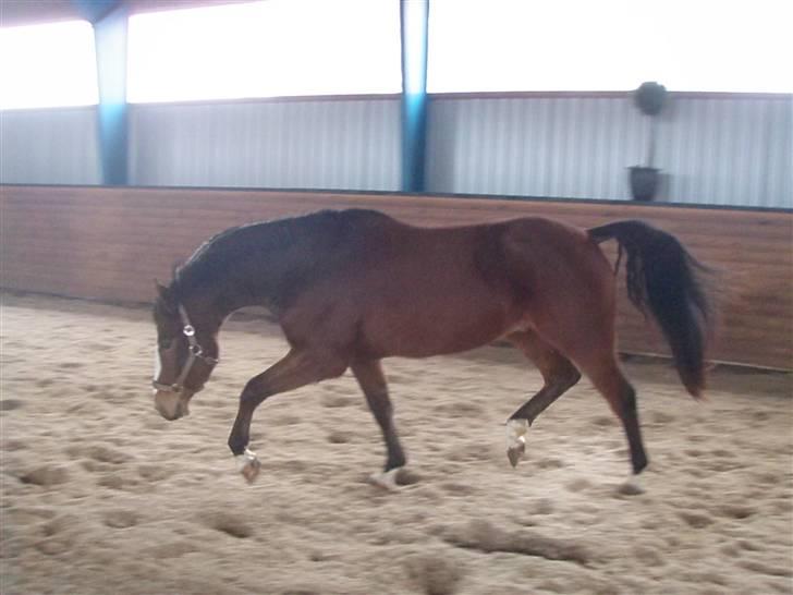 DSP Leonardo -Solgt :'( billede 12