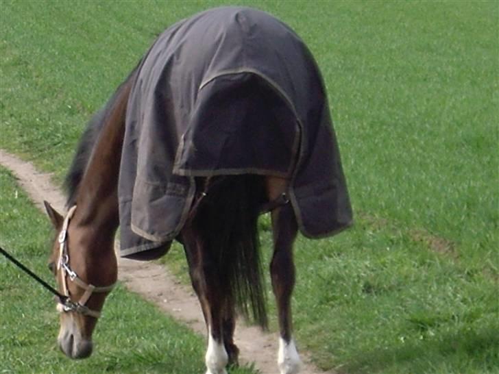 Anden særlig race Beauty billede 10