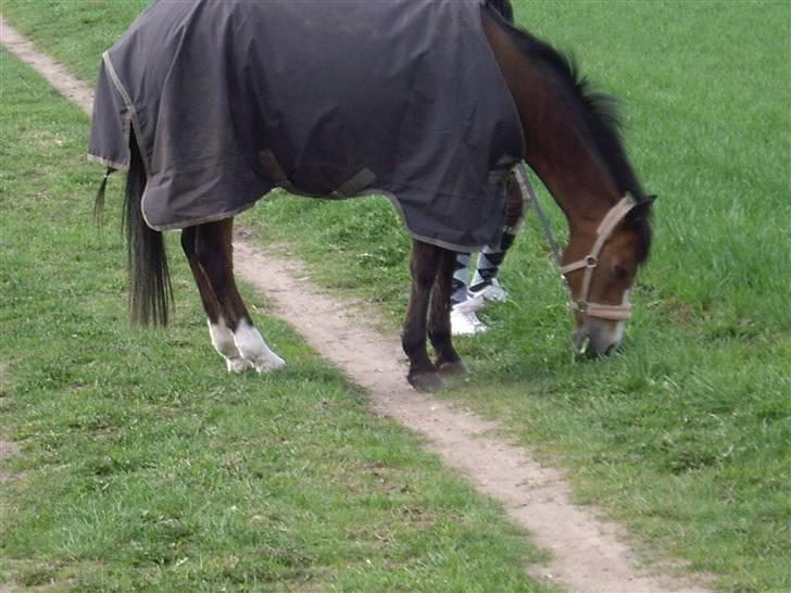 Anden særlig race Beauty billede 11