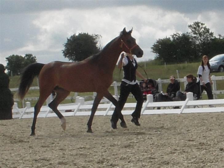 Arabisk fuldblod (OX) Heavens Athene  - Lige nogle show billeder fra år 2009:) billede 14
