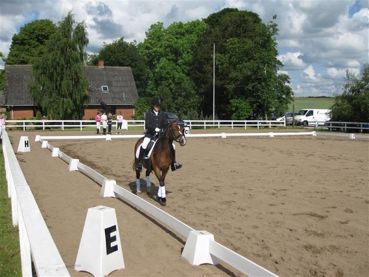 Anden særlig race Beauty billede 12