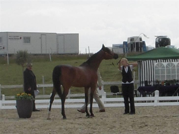 Arabisk fuldblod (OX) Heavens Athene  - show 2009 billede 15