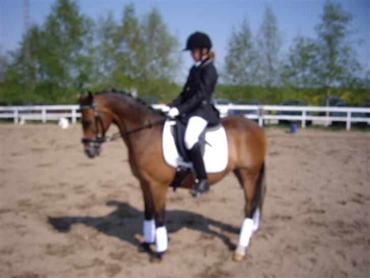 Anden særlig race Beauty billede 13